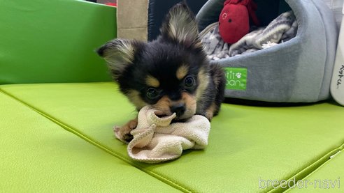 成約済の兵庫県のポメチワ:ポメラニアン×チワワ-314424の6枚目